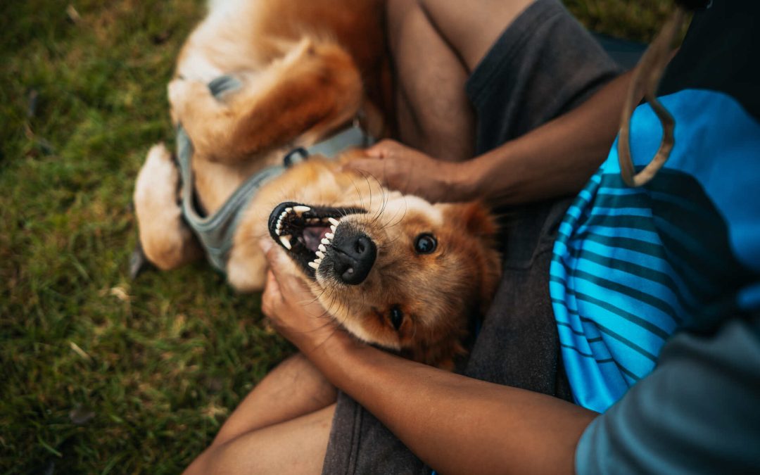 Where Do Dogs Like to Be Pet? A Complete Guide for Happy Pups