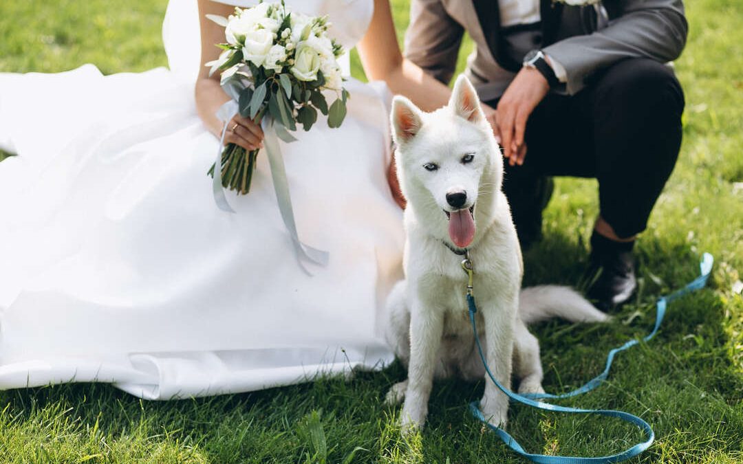 How to Include Pets in Weddings: 10 Creative Ideas for Your Big Day
